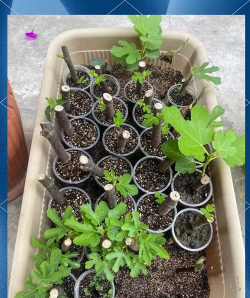 家庭养花用生根粉