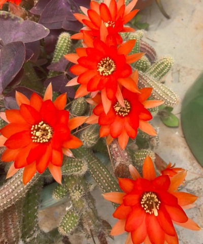 家庭养花用生根粉