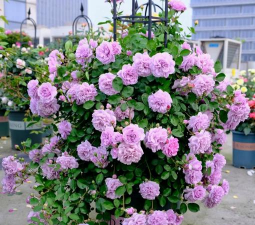 大藤本月季都有哪些