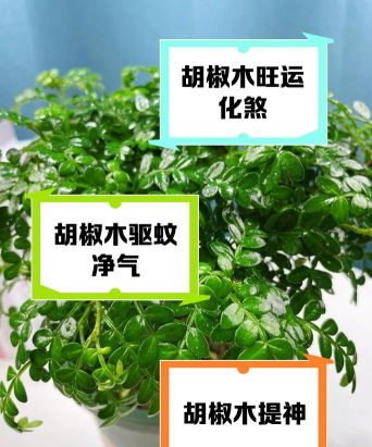种胡椒木什么作用