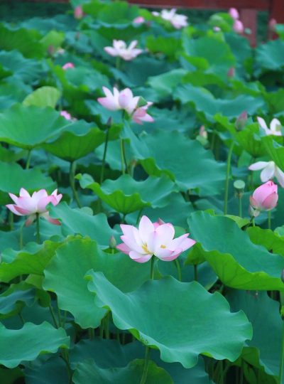 夏曰荷花的什么