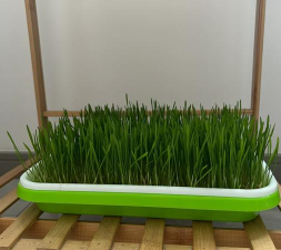 发麦芽用什么盆