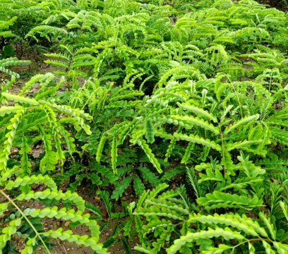 苏木属的植物有哪些