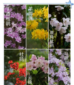 杜鹃花有哪些种类