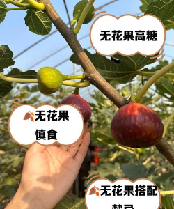花果不能和什么吃