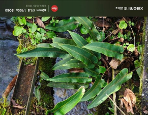 铁桥上种植物有哪些