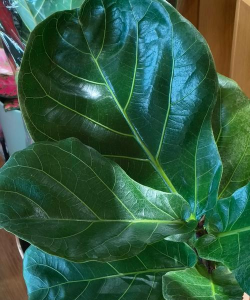 什么宽叶植物最好