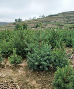 固原绿化种什么树