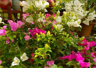 家庭养花用生根粉