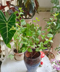 家庭养花用生根粉