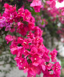 温州能种什么花