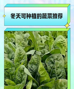 冬天可种植的有哪些