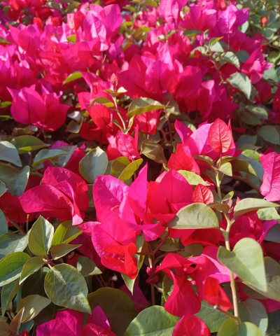 北海种什么花好