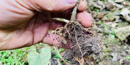 家庭养花用生根粉