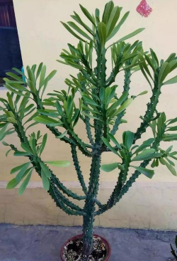 带刺的植物花卉有哪些