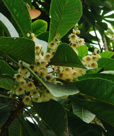 总状花序的花卉有哪些