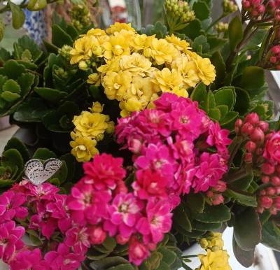 家庭养花用生根粉