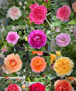 月季大花有哪些品种