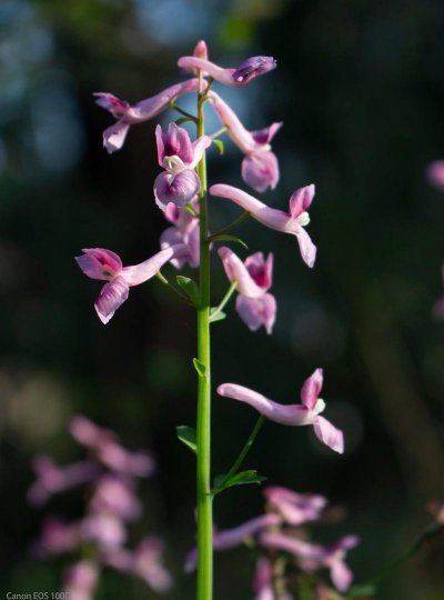 不属花卉类植物有哪些