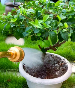 家庭养花用生根粉