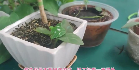 家庭养花用生根粉