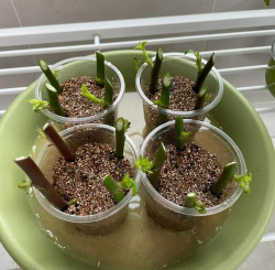 家庭养花用生根粉