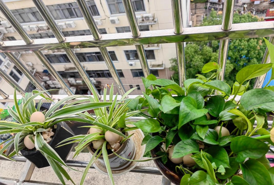 家庭养花用生根粉