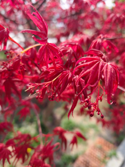 红枫花什么样子