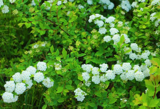 绣线菊是什么叶子