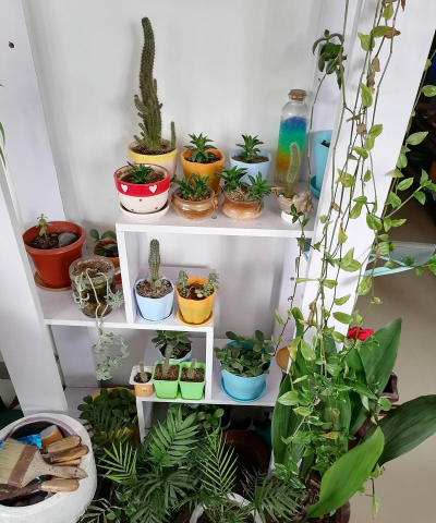 家庭养花用生根粉