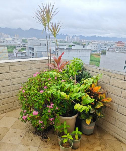 家庭养花用生根粉