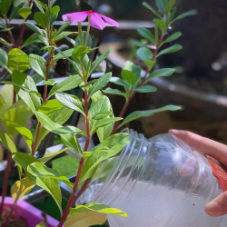 家庭养花用生根粉