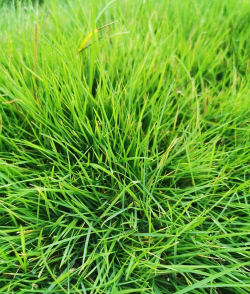 绿色的草有哪些种类