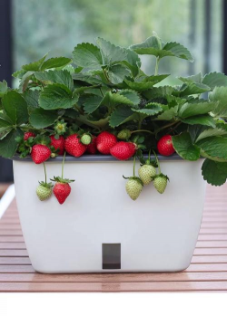 家里草莓盆栽什么品种