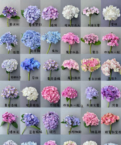 鲜切花绣球品种有哪些