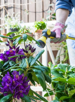 家庭养花用生根粉