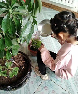 家庭养花用生根粉