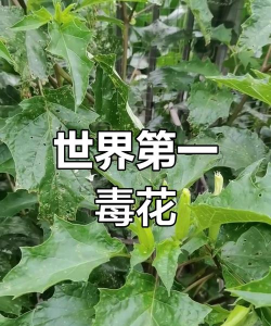 有毒的花药材有哪些