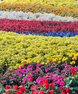 昆明的市花有哪些花