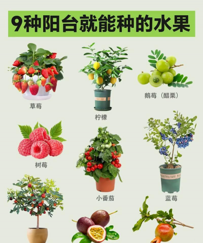 什么水果籽盆栽有毒
