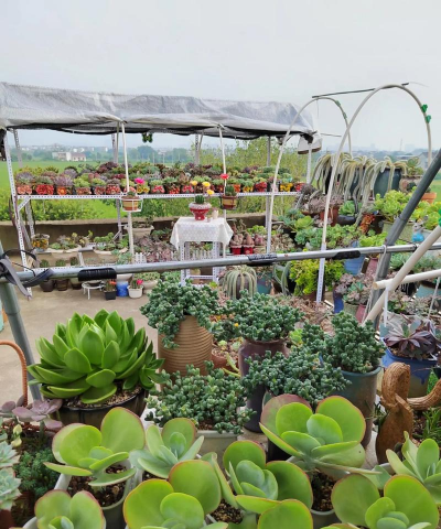 家庭养花用生根粉