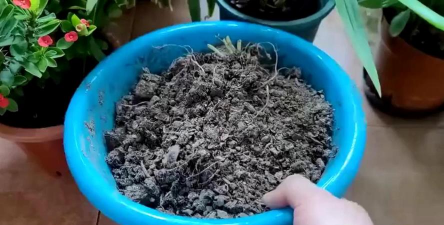 家庭养花用生根粉