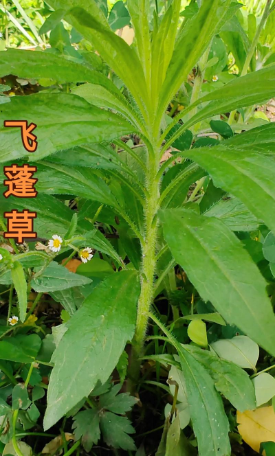 飞花草是什么中药