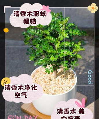 清香木花有什么好处