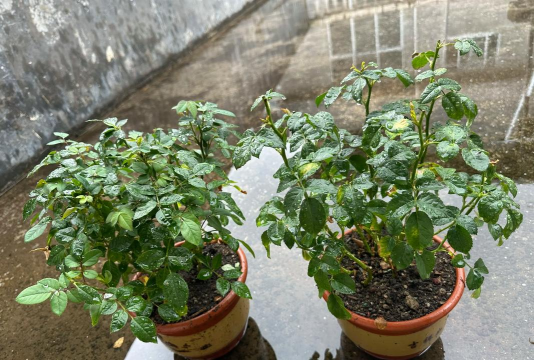 家庭养花用生根粉