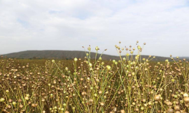 亚麻生长什么样子