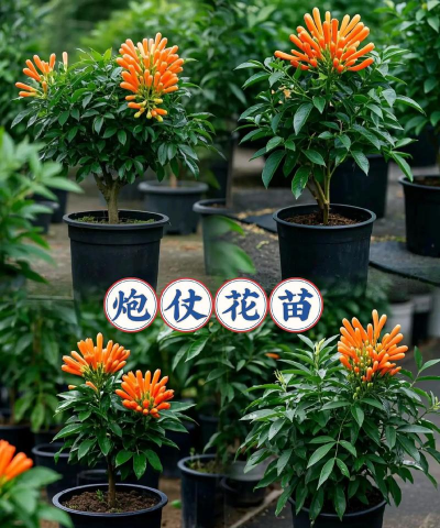 爆竹花用什么土