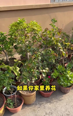 家庭养花用生根粉