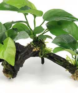 水培沉水植物有哪些