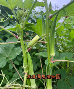 秋菊葵适合什么土质